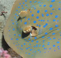 Jorgey's Patch Dive Site - Kalgoorlie Accommodation