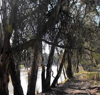Mia Forest Drives Narrandera - Kalgoorlie Accommodation