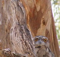 Bird Watching - Kalgoorlie Accommodation