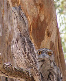 Bird Watching - Kalgoorlie Accommodation 0