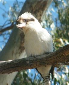 Bird Watching - Kalgoorlie Accommodation 1