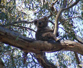 Koala Spotting Regeneration Reserve - Kalgoorlie Accommodation 1