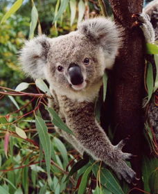 Koala Spotting Regeneration Reserve - Kalgoorlie Accommodation 0