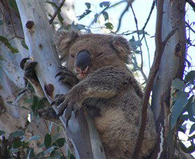 Koala Spotting Regeneration Reserve - Kalgoorlie Accommodation 2