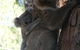 Koala Spotting Regeneration Reserve - thumb 3
