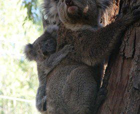 Koala Spotting Regeneration Reserve - Kalgoorlie Accommodation 3