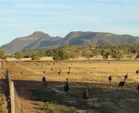 Emu Logic - Kalgoorlie Accommodation 0