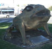 Big Cane Toad - Kalgoorlie Accommodation