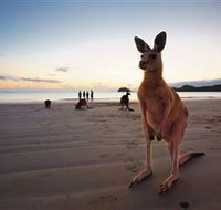 Wallabies on the Beach at Cape Hillsborough - Kalgoorlie Accommodation
