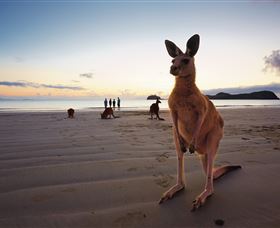Wallabies On The Beach At Cape Hillsborough - Kalgoorlie Accommodation 0