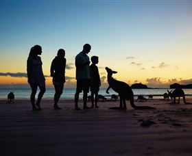 Wallabies On The Beach At Cape Hillsborough - Kalgoorlie Accommodation 2