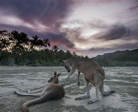 Wallabies On The Beach At Cape Hillsborough - Kalgoorlie Accommodation 1