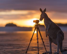 Wallabies On The Beach At Cape Hillsborough - Kalgoorlie Accommodation 3