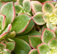 Billabong Garden Complex  Cafe - Kalgoorlie Accommodation