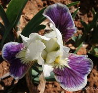 Sunshine Iris Nursery - Kalgoorlie Accommodation