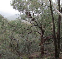 Mount Murga walking track - Kalgoorlie Accommodation
