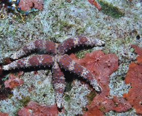 Challenger Bay Dive Site - Kalgoorlie Accommodation 2