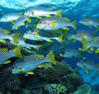 Challenger Bay Dive Site - Kalgoorlie Accommodation