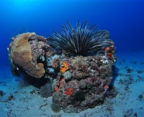 Challenger Bay Dive Site - Kalgoorlie Accommodation 1