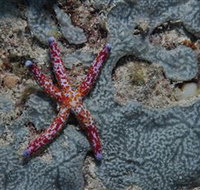 Clam Gardens Dive Site - Kalgoorlie Accommodation