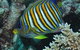 Monolith Dive Site - thumb 3
