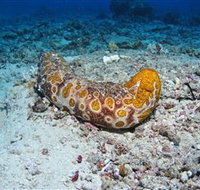 Two Towers Dive Site - Kalgoorlie Accommodation