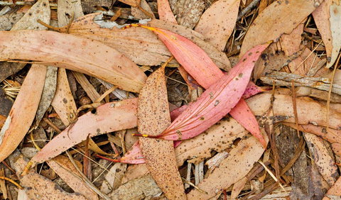 Green Camp - Kalgoorlie Accommodation 2