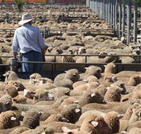 Livestock Marketing Centre - Kalgoorlie Accommodation