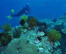 Snake Pit Dive Site - Kalgoorlie Accommodation 2