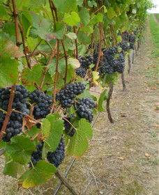 Gisborne Peak Winery - Kalgoorlie Accommodation 4