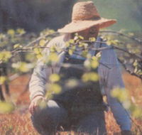 Canobolas Smith Winery