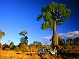 Kroombit Tops National Park - Kalgoorlie Accommodation 1