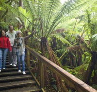 Otway Fly Treetop Adventures - Kalgoorlie Accommodation