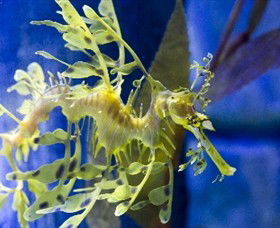 SEA LIFE Melbourne Aquarium - Kalgoorlie Accommodation 1