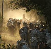 Springvale Horse Treks - Kalgoorlie Accommodation