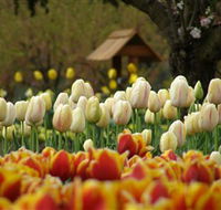Tulip Top Gardens - Kalgoorlie Accommodation