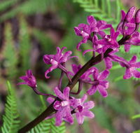 Cassinia walking track - Kalgoorlie Accommodation