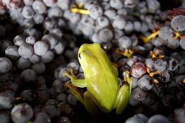 Normanby Wines - Kalgoorlie Accommodation 2