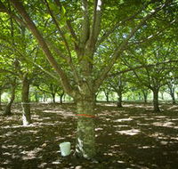 Sassafras Nuts - Kalgoorlie Accommodation