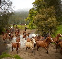 Glenworth Valley Horse Riding - Kalgoorlie Accommodation