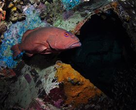 Severance Shipwreck Dive Site - Kalgoorlie Accommodation 1