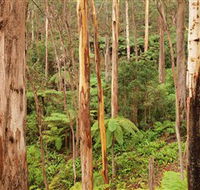 Cycle Mogo State Forest - Kalgoorlie Accommodation