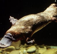 Platypus Pool