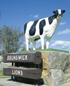 Brunswick Cow - Kalgoorlie Accommodation 0