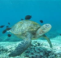 Flinders Reef Dive Site