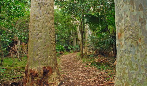 Depot Beach Rainforest Walk - Kalgoorlie Accommodation 0