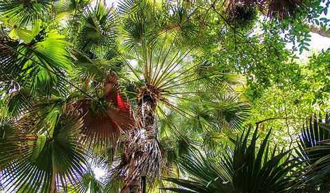 Depot Beach Rainforest Walk - Kalgoorlie Accommodation 2