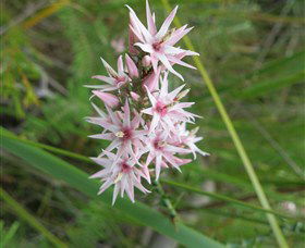 Booderee National Park: Green Patch And Telegraph Creek Walking Tracks - Kalgoorlie Accommodation 5