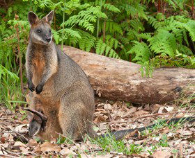 Booderee National Park: Green Patch And Telegraph Creek Walking Tracks - Kalgoorlie Accommodation 7