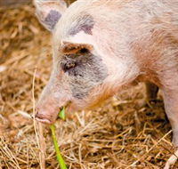 Djanbung Permaculture Gardens - Kalgoorlie Accommodation